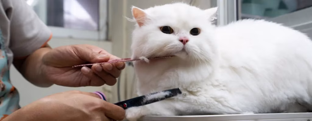 Cara Merawat Kucing Rumahan dengan Standar Profesional