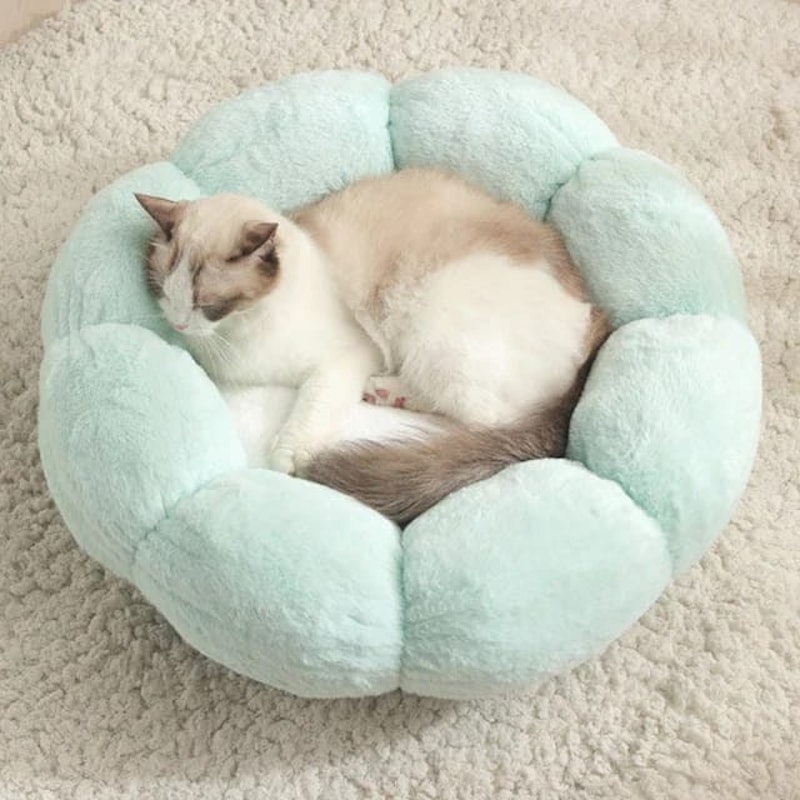 Tips Membuat Kucing Betah di Rumah untuk Pemilik Pemula